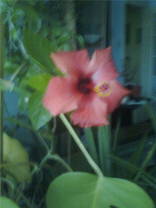 Hibiskus